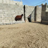 بره ماده سبک وزن