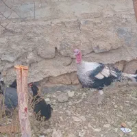 بوقلمون درجه یک|حیوانات مزرعه|کوهرنگ, |دیوار