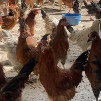 پخش جوجه مرغ و خروس محلی کشتنی (توی همه سن)