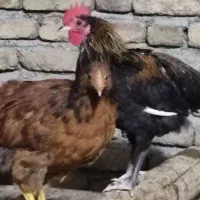 مرغ و خروس محلی مرغ گلیل|حیوانات مزرعه|دینور, |دیوار