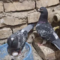 مجسمه