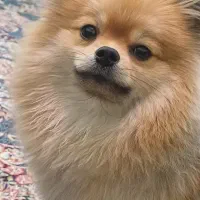 سگ پامر خرسی