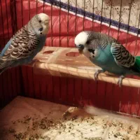 مرغ عشق|پرنده|شیراز, داریون|دیوار