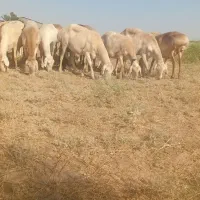 میش داشتی جوان