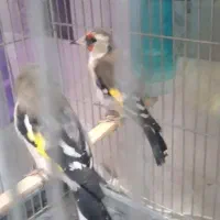 ماده سهره دورگ فیروز کوه همه قواره دار یک ماه قفس