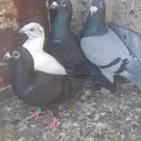 کفتر