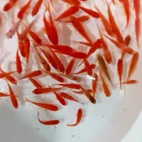 ماهی ریز|ماهی|شاهرود, |دیوار