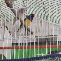 فقط ۳۵۰۰|پرنده|سیرجان, |دیوار