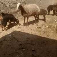 میش بز بزغاله بره نربز قوچ