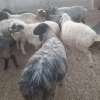 ۲۲ میش ابست سه ماهه و مایه کرذه هم داره یه قوچ سوز