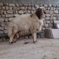 قوچ