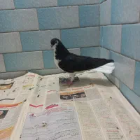 کفتر ساده جوجه