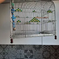 مرغ عشق ،قفس،لانه،کوزه|پرنده|شاهرود, |دیوار