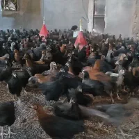 جوجه مرغ و خروس مشگی وگلپایگانی ۶۰روزه