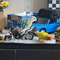 طوطی برضیلی