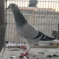 کبوتر خرقه دمپاک