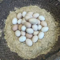 تخم مرغ محلی