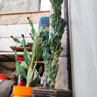 فروش دو عدد کاکتوس(صخرهای-آپونتیا)|گل و گیاه طبیعی|اقبالیه, |دیوار