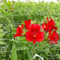 کارشناس و کارآموز گلخانه گل|استخدام صنعتی، فنی، مهندسی|جوادآباد, |دیوار