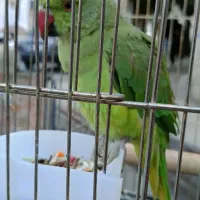 فروش ملنگو نر  اهلی اهلی  ۱۰ماهه.|پرنده|سردشت, |دیوار