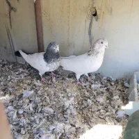 دوتا نر|پرنده|داران, |دیوار