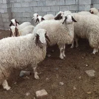 بره قوچ سنجابی