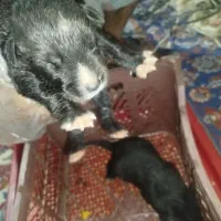 واگذاری توله نژاد دار