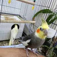 یک جفت عروس هلندی سرحال و دستی و مولد