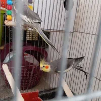 مرغ عروس نرو ماده کار داده|پرنده|کاشان, لتحر|دیوار