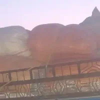 کاه نخود