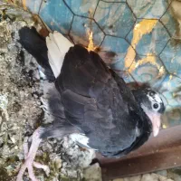 جوجه برا دستی