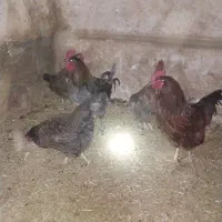 مرغ خروس|حیوانات مزرعه|قم, امامزاده ابراهیم|دیوار