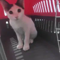 گربه ی کوچولو|گربه|بندرعباس, |دیوار