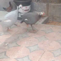 مرغ شاخ دار