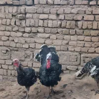 بوقلمون، مرغ،کبوتر