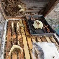 فروش زنبور ۱۰قاب فول