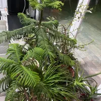 تعدادگل طبیعی کاج مطبق الوورا کاکتوس