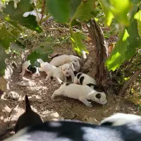 کوته سگ خارجی|سگ|گرمسار, |دیوار