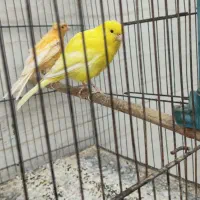 قناری|پرنده|شیراز, بالا کفت|دیوار