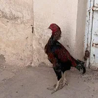 خروس لاری اصیل|حیوانات مزرعه|خاوران, |دیوار