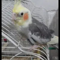 عروس هلندی|پرنده|گرگان, |دیوار