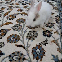 بچه خرگوش