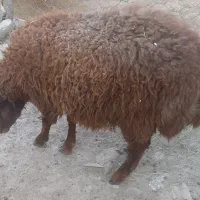 بره ماده
