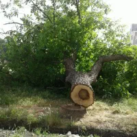 خریدار درخت گردو توت قلمه قرآغاج خرید درخت چوب