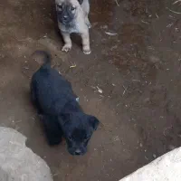 واگذاری توله سرابی