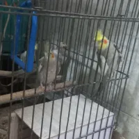 یک جفت عروس هلندی بایک عدد جوجه باقفس بزرگ|پرنده|کوهسار (البرز), |دیوار