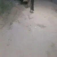 سگ گلگی جانوری