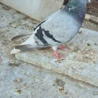 دم سفید نر|پرنده|اردبیل, |دیوار