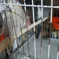 عروس هلندی جفت