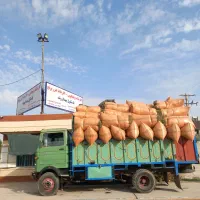 یونجه سبز|عمدهفروشی|شوشتر, |دیوار